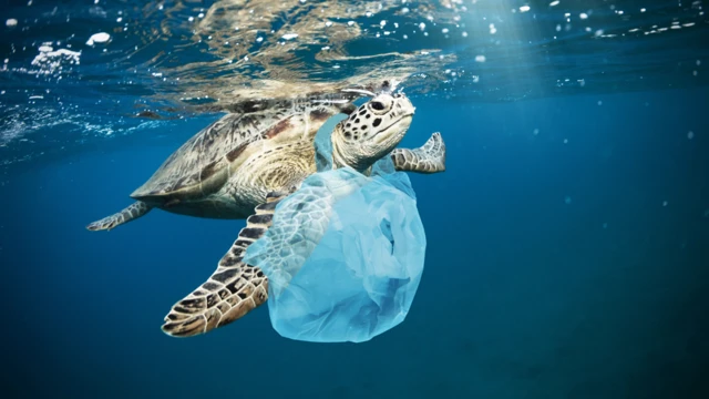 Tortuga con una bolsa plástica enredada en el cuello