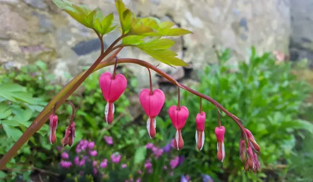 Hanging pink plants look like bunting