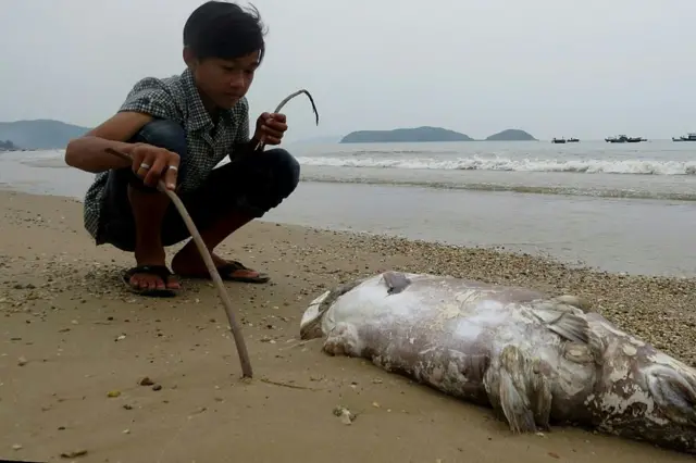 Formosa, Việt Nam, môi trường