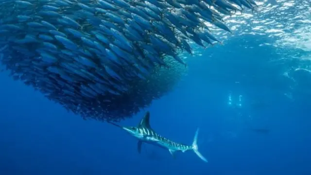 समुद्र, ऑक्सिजन