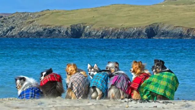 Dogs on beach