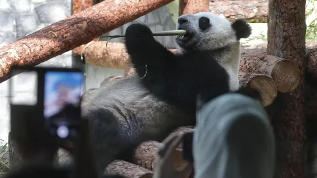 中国向莫斯科动物园出租的熊猫