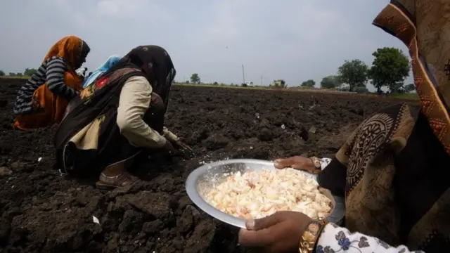 लहसुन की खेती बड़े पैमाने पर महिला मज़दूरों को भी रोज़गार देती है