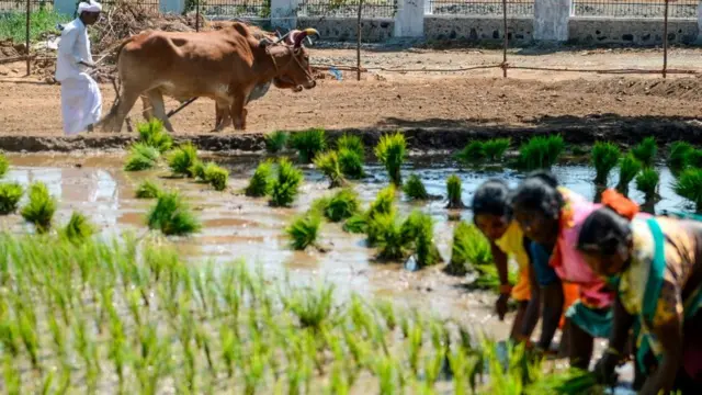நடவு செய்யும் பெண்கள்.