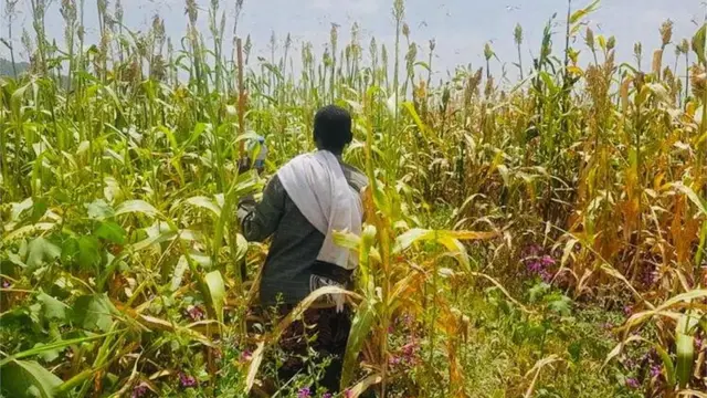 ሓረስታይ ኣብ ግራቱ