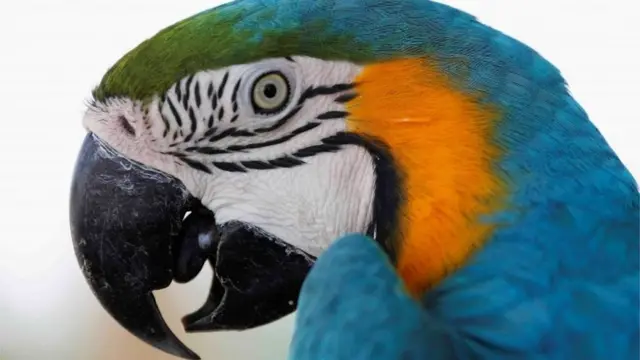 A macaw is seen at Africano animals park, along the Cairo-Alexandria desert road, Egypt June 7, 2017.