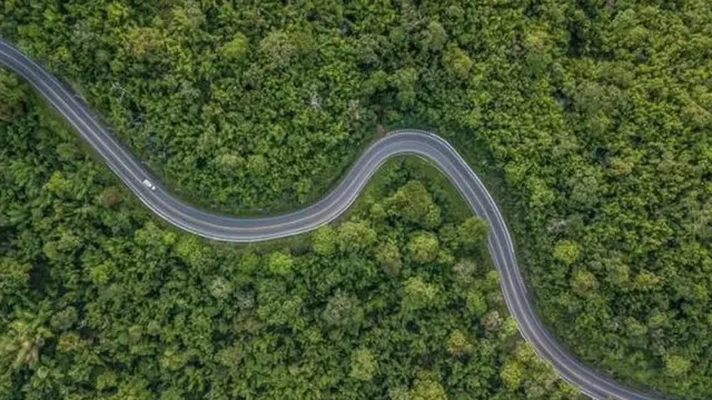 जंगलं कमी होत आहेत