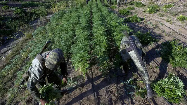 Campos de marihuana en Sinaloa