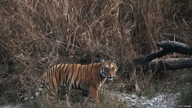 वाघ