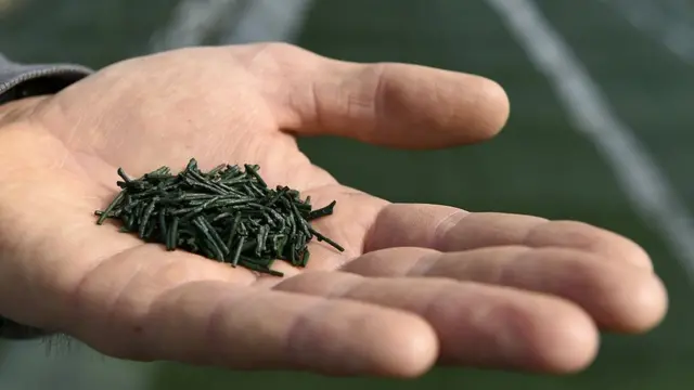 Un puñado de espirulina