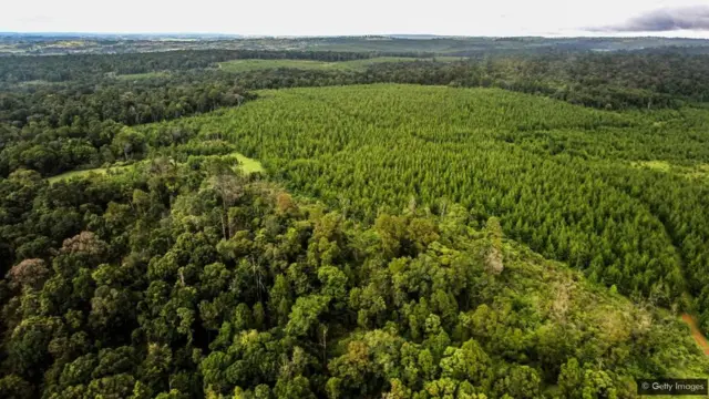 La forêt de Mau au Kenya abrite la communauté Ogiek, qui a fait face à de multiples expulsions de ses terres ancestrales