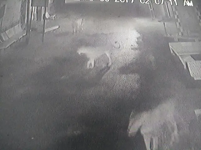 குஜராத்: கிராமத்தில் வீதி உலா செல்லும் சிங்கங்கள்