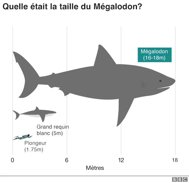 Graphique mégalodon