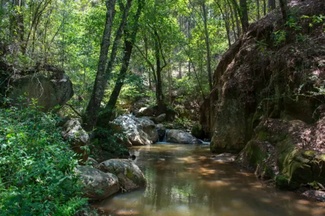 Floresta no México