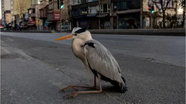 Turkiya