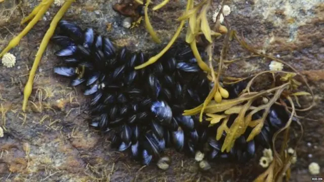 समुद्र, सीफूड, डाइविंग, पेरू