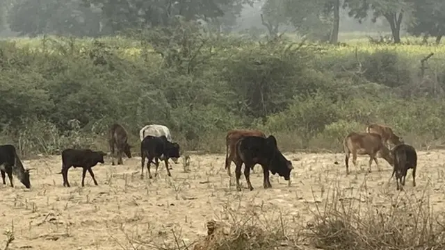 उत्तर प्रदेश छुट्टा जानवर फसल किसान
