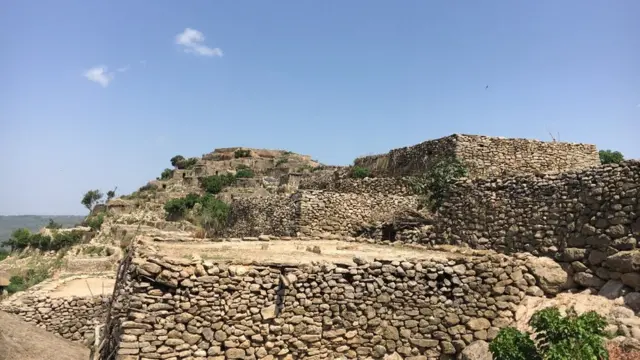 Mandara hambaa Shonkee