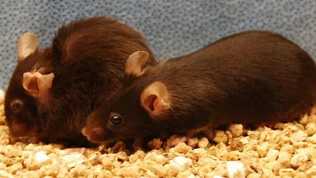 Alimlərin təcrübədə istifadə etdiyi sıçanlar