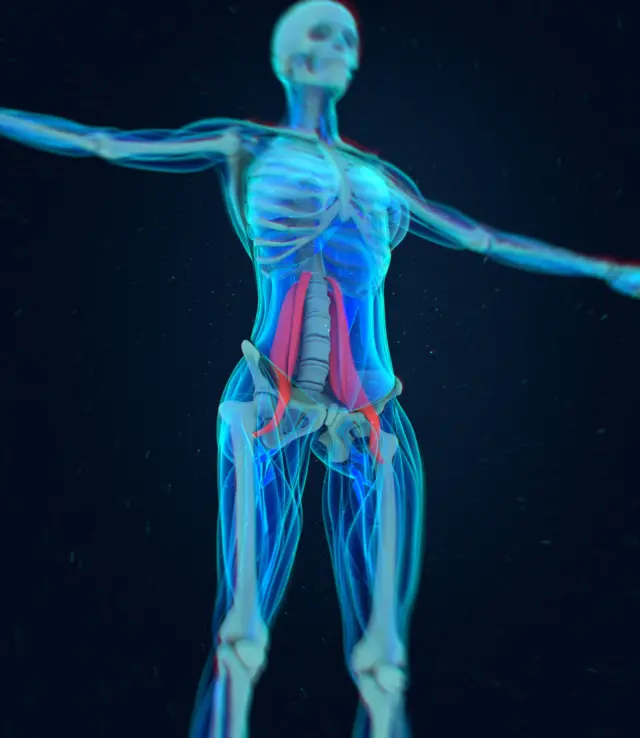 Gráfico que muestra la ubicación del psoas.