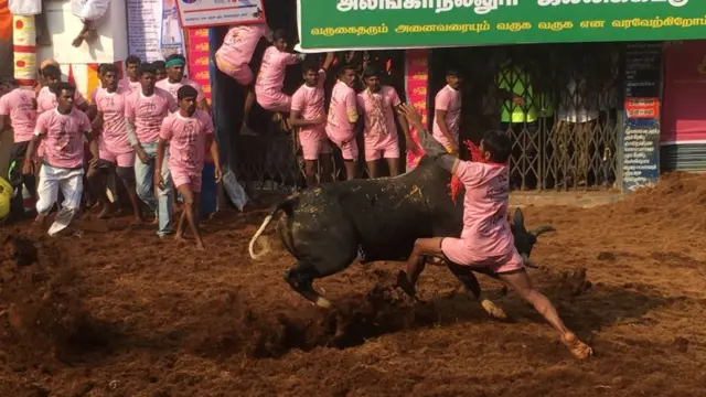 பெரும்பாலான மாடுபிடி வீரர்கள் ஒதுங்கியிருக்க காளையை பிடிக்க முயலும் ஒரு வீரர்.