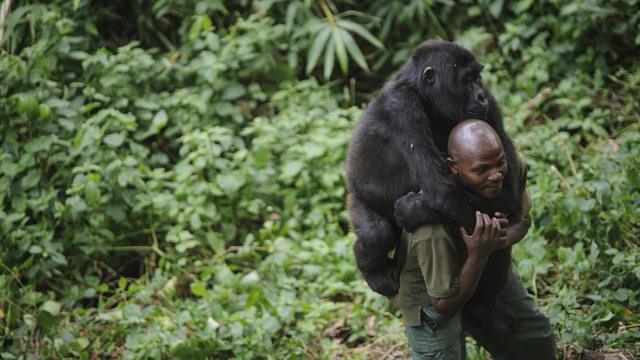 Guardabosque cargando a gorila