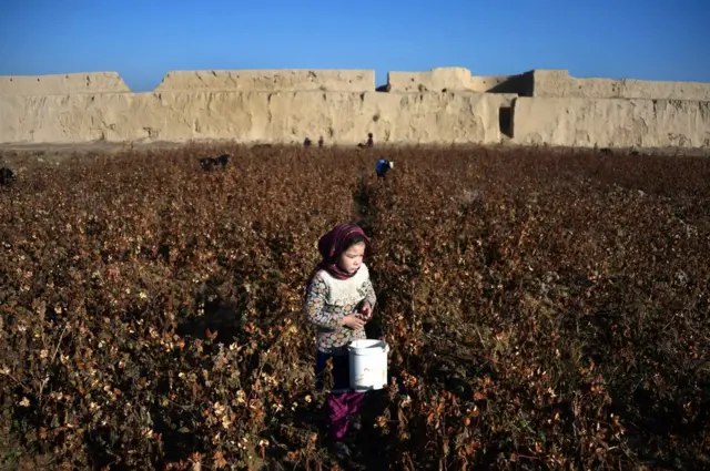 Pamuk toplayan çocuk