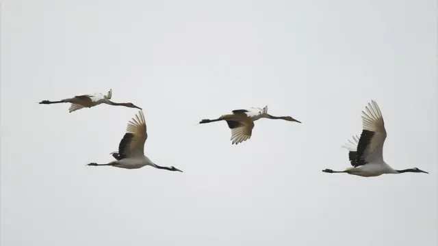 (캡션) 두루미(멸종위기 1급)