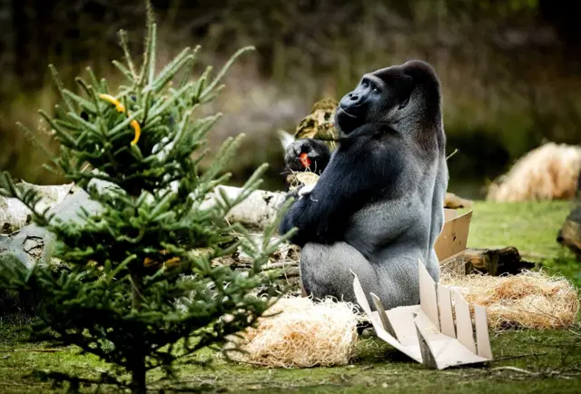 Горилла в зоопарке в Нидерландах