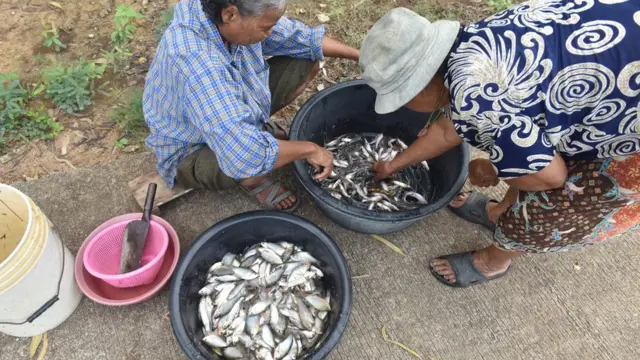 ชาวบ้านช่วยกันแยกปลา