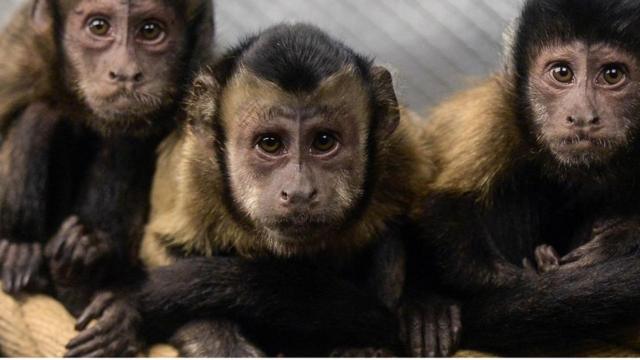 在实验里，猴子做了些"财务性"的决策，竟与人类所做的不谋而合。