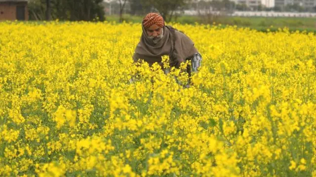 ਸਰੋਂ ਦੇ ਪੰਜਾਬ ਵਿੱਚ ਖੇਤ