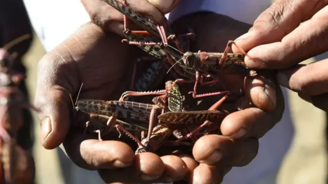 வெட்டுக்கிளி