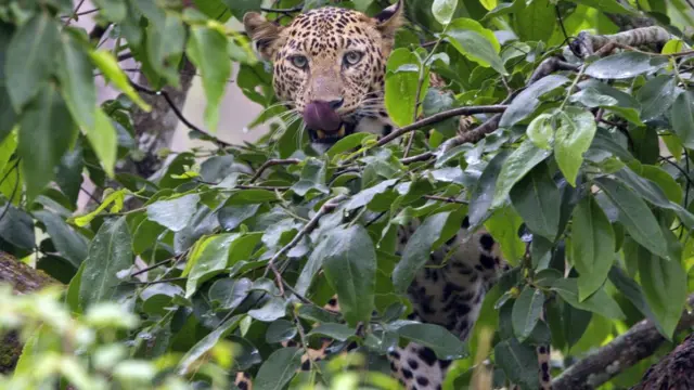 तेंदुआ-मानव संघर्ष