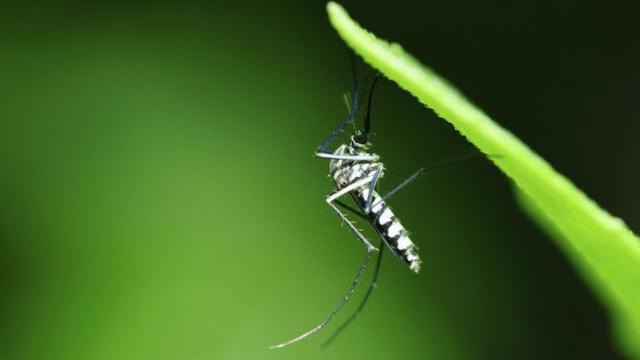 Aedes aegypti