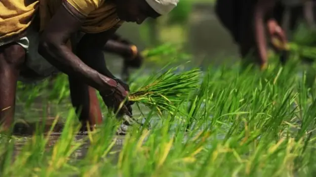 கழனியில் நாற்று நடுதல்