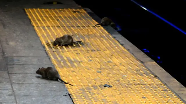 Щури у Нью-Йорку