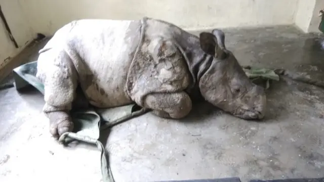 காண்டாமிருக குட்டி