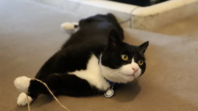 Палмерстон