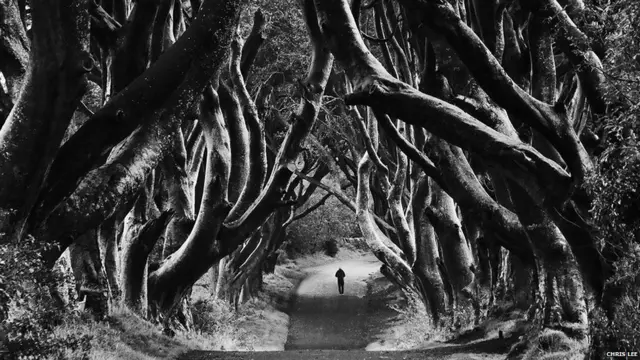 ਕ੍ਰਿਸ ਲੀ ਦੁਆਰਾ ਖਿੱਚੀ ਗਈ ਤਸਵੀਰ