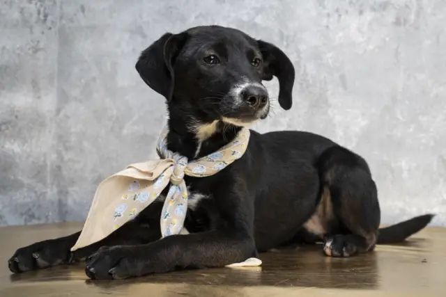 пас за удомљавање