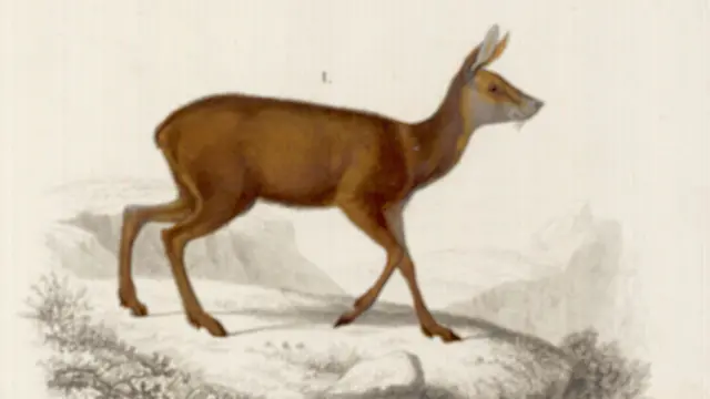 कस्तूरी मृग