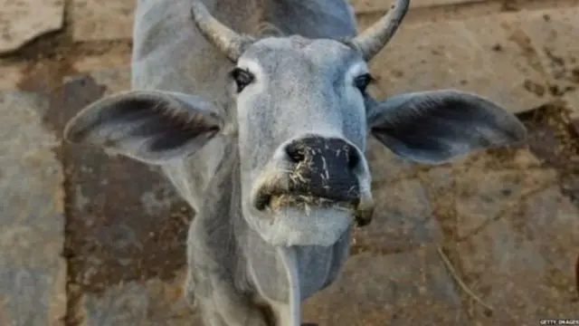 गाय