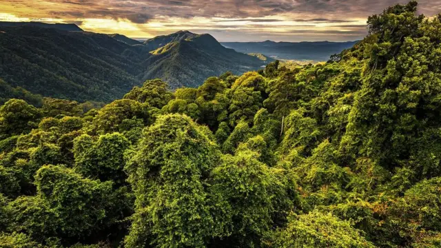 Floresta na Austrália