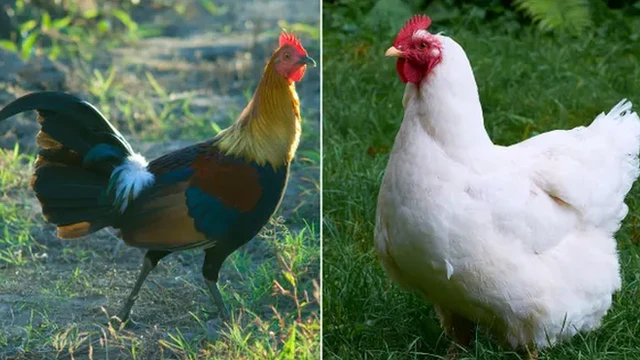 (ซ้าย) ไก่ป่าหรือไก่เถื่อน มีชื่อวิทยาศาสตร์ว่า Gallus gallus (ขวา) ไก่บ้าน หรือ Gallus gallus domesticus