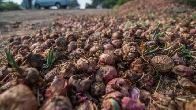 क्या प्याज़ के दाम बढ़ने की वजह फसल ख़राब होना है या कारण कुछ और हैं?