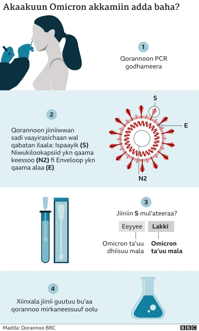 Akaakuun koronaa haarofti 'Omicron' akkamiin adda baafama?