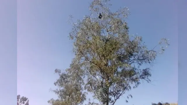 ግለሰቡ ዛፉ ጫፍ ላይ ወጥቶ ይታያል