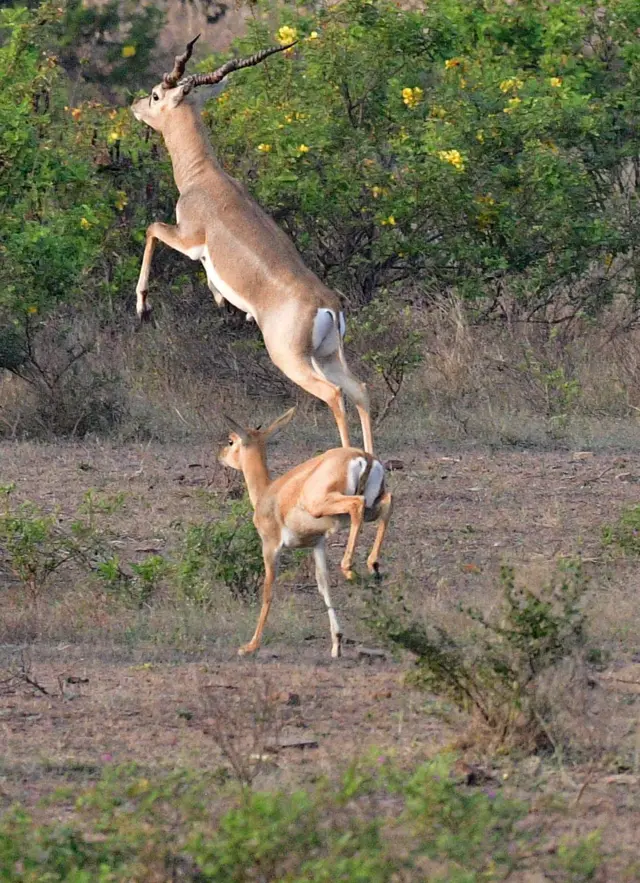 కృష్ణ జింక