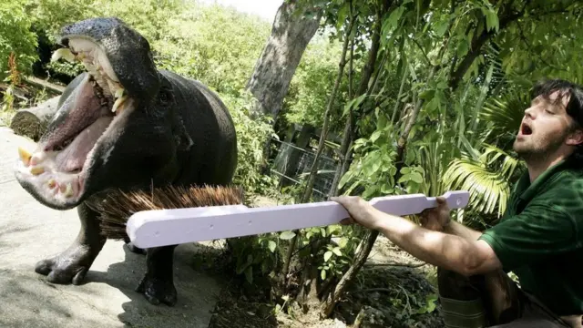 Su aygırı diş fırçalıyor